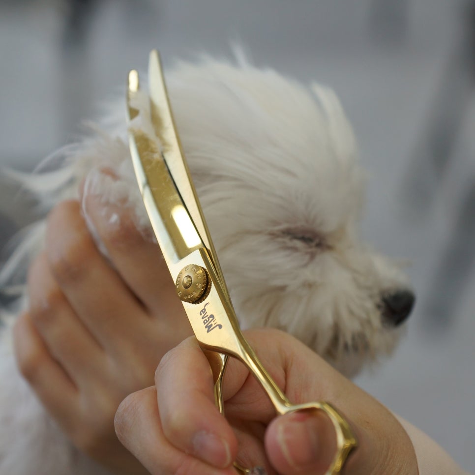 대전애견미용학원 이미지