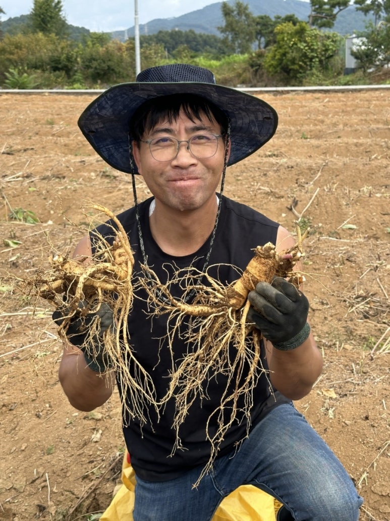 주신인삼 이미지