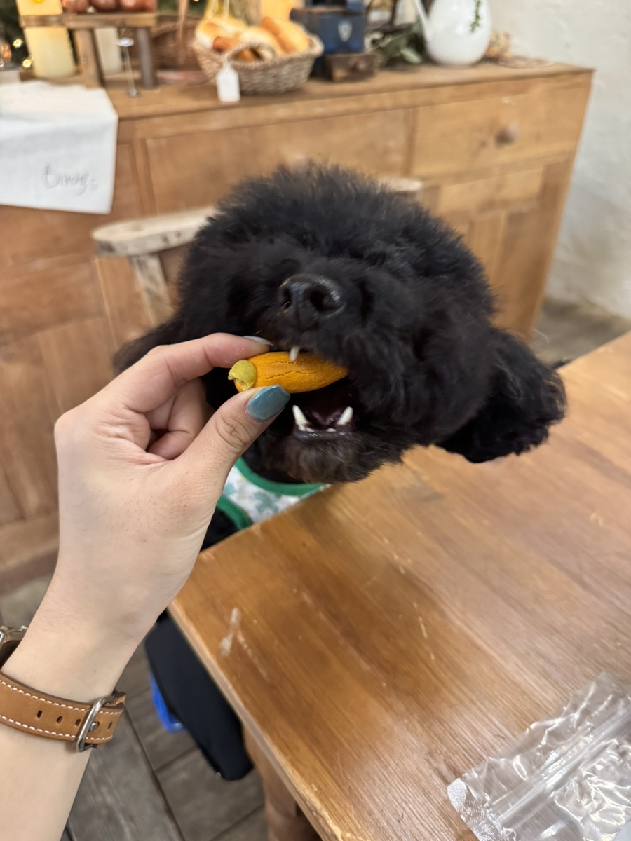수원 인계동 강아지 수제간식 '헤븐독' 가성비 카페 — 사진 17