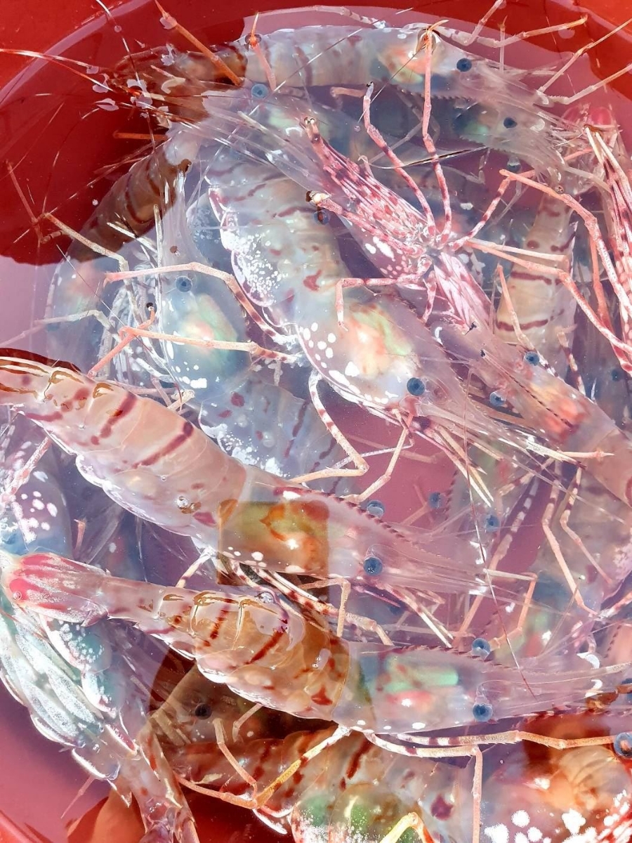 싱싱농수산 이미지