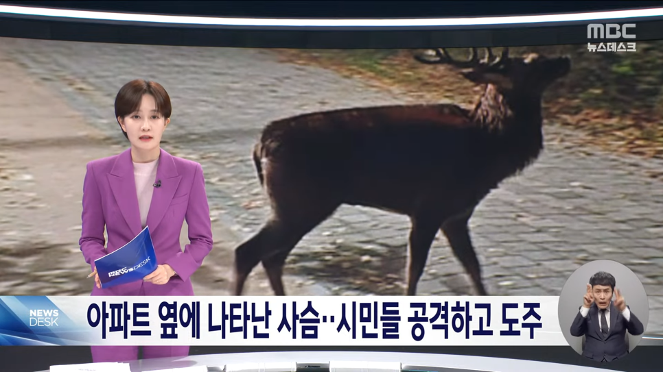시슴 이미지