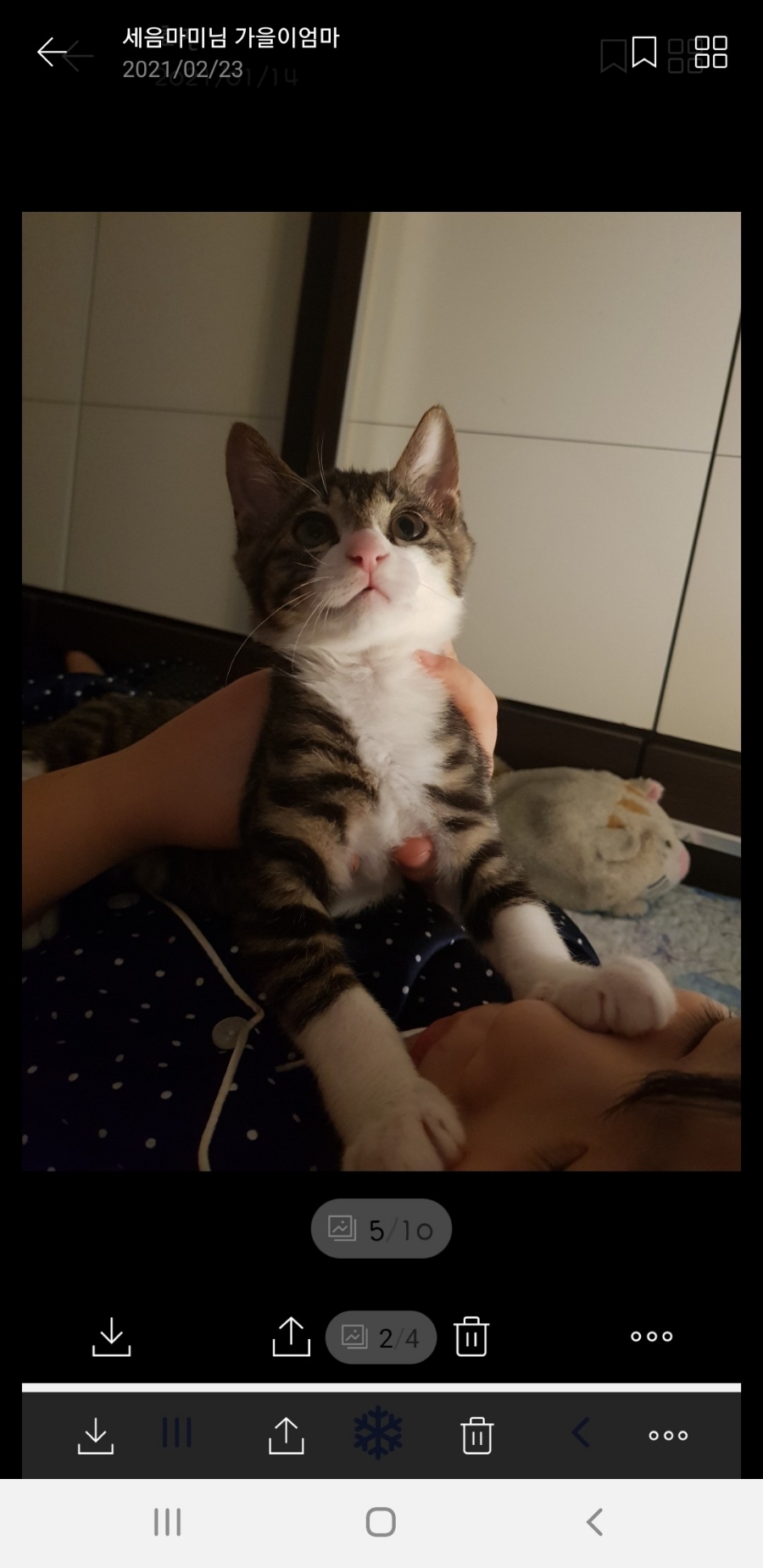 클린냥이 이미지