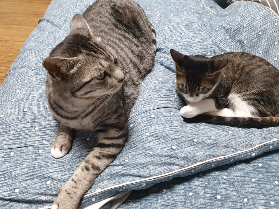클린냥이 이미지