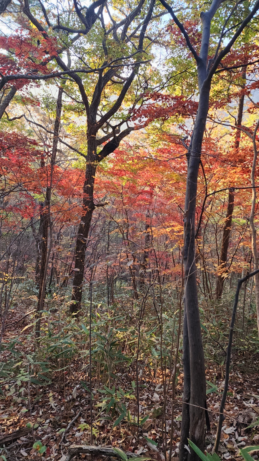 막스시오전주 이미지