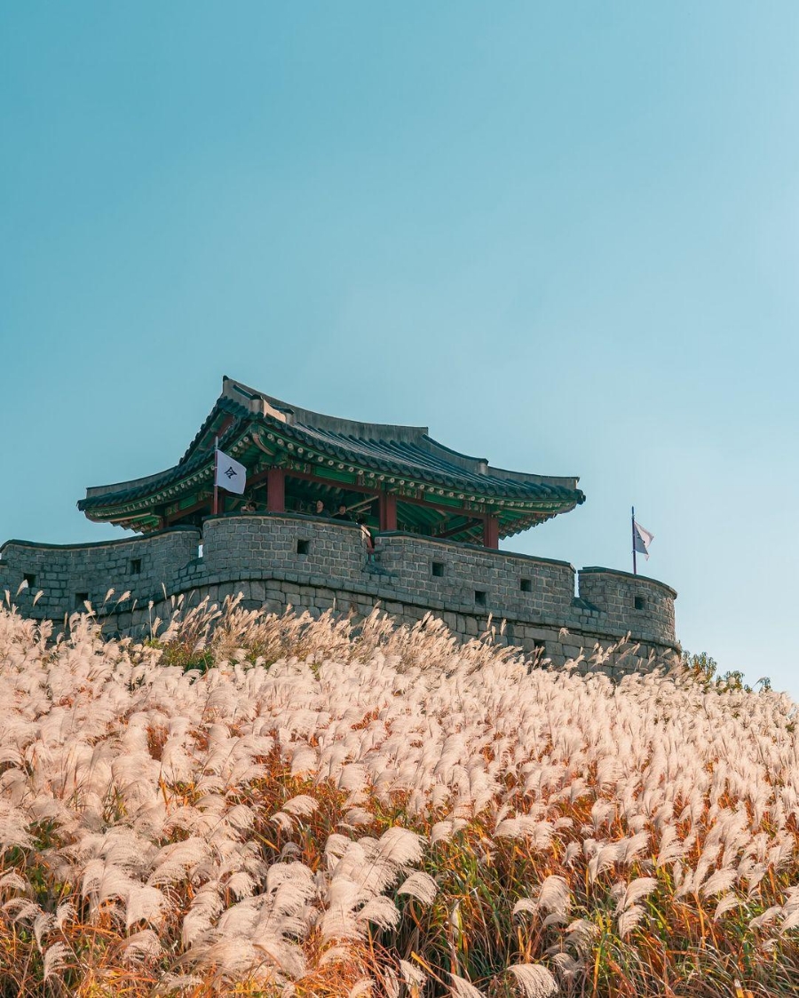 소코아 이미지