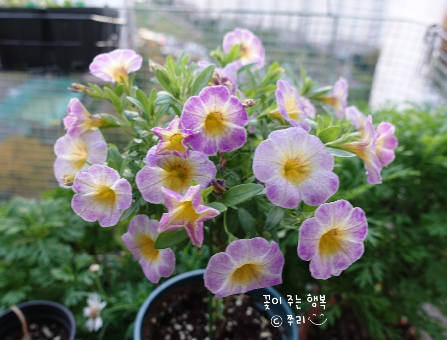 어반트 이미지