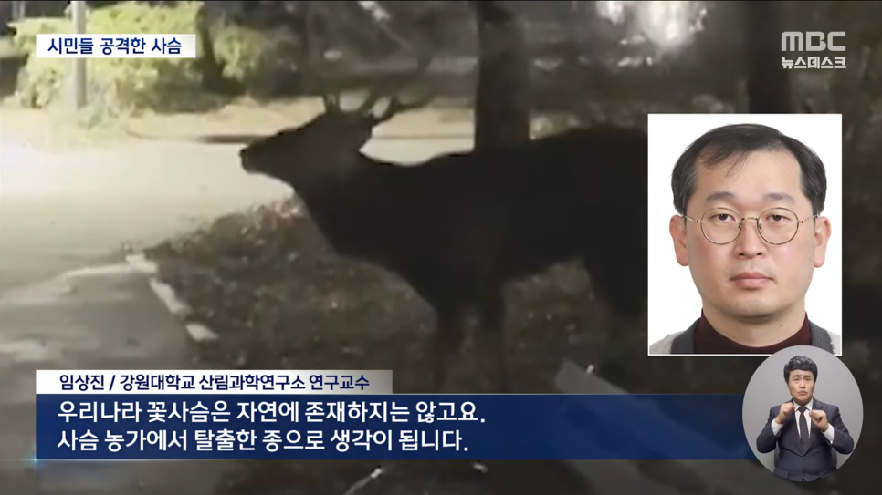시슴 이미지