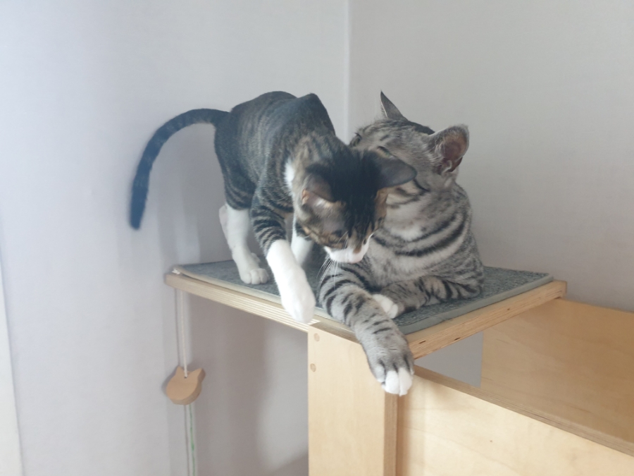 클린냥이 이미지