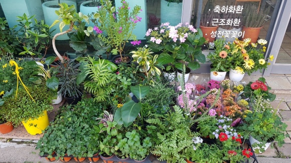 플라워쟈스민 이미지