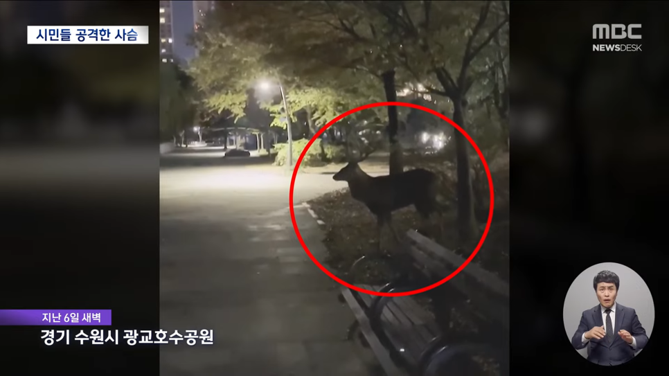 시슴 이미지