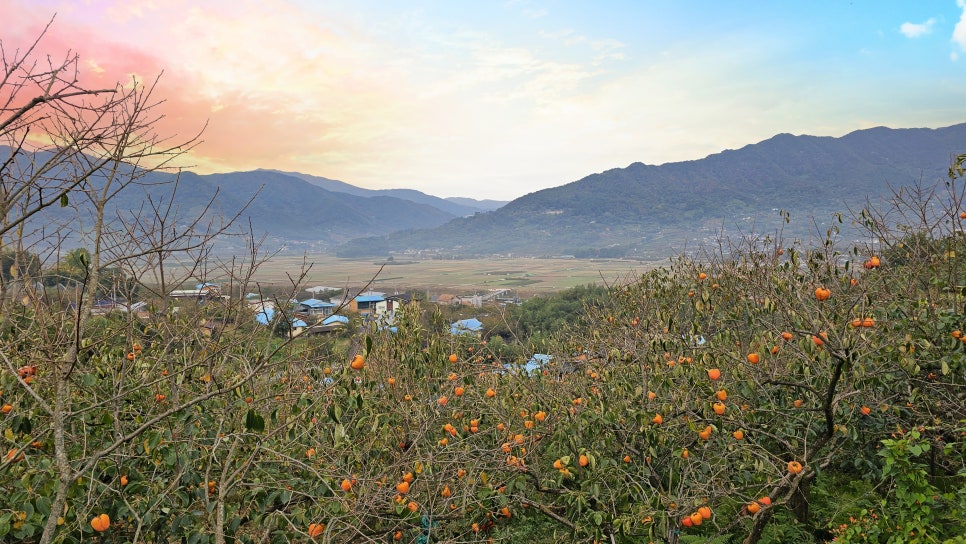 지리산꽃다연 이미지