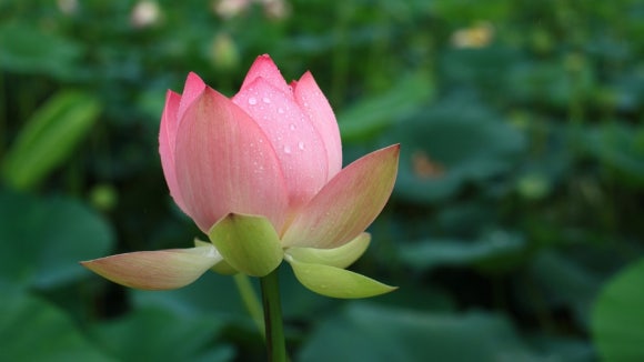 정토환경 이미지