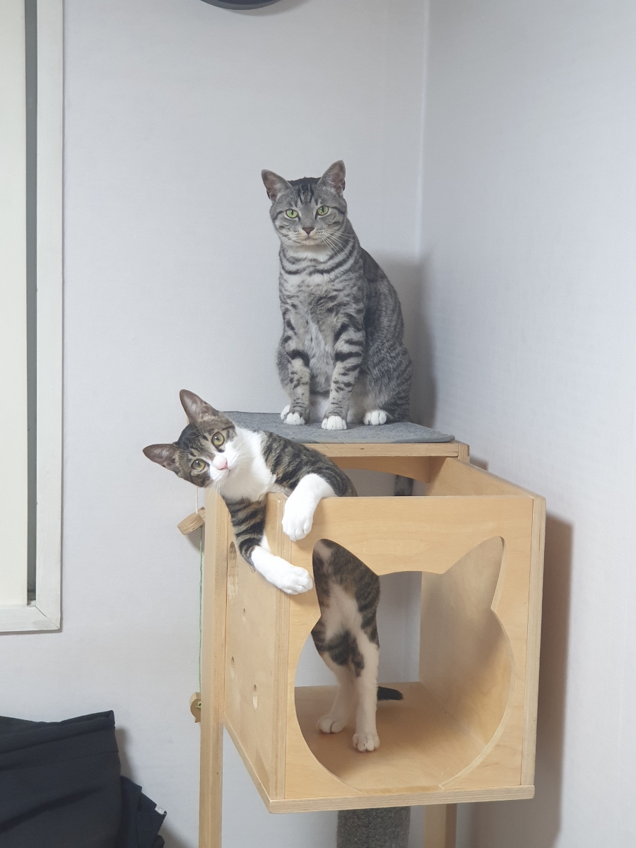 클린냥이 이미지