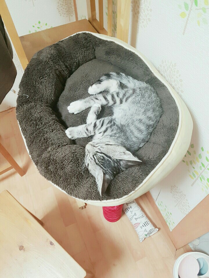 클린냥이 이미지