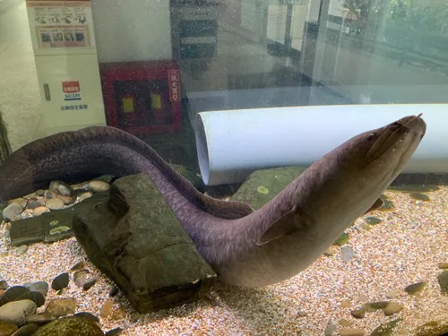 천지연무태장어천지연 이미지