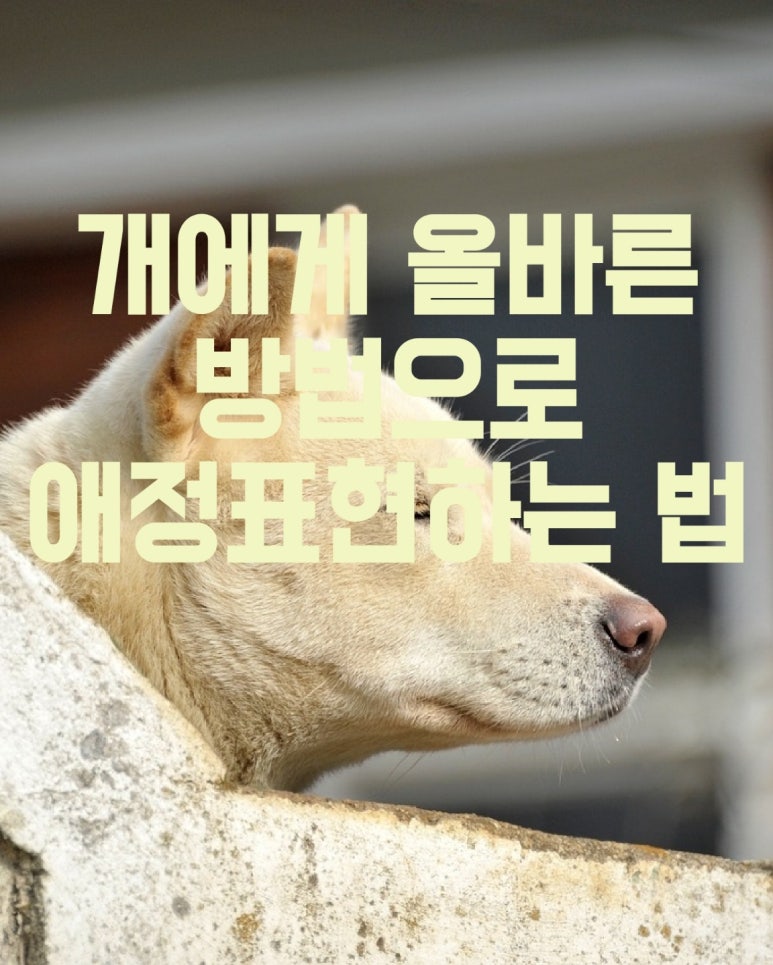 개에게 올바른 방법으로 애정 표현하는 방법