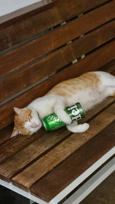 헬로캠프 이미지