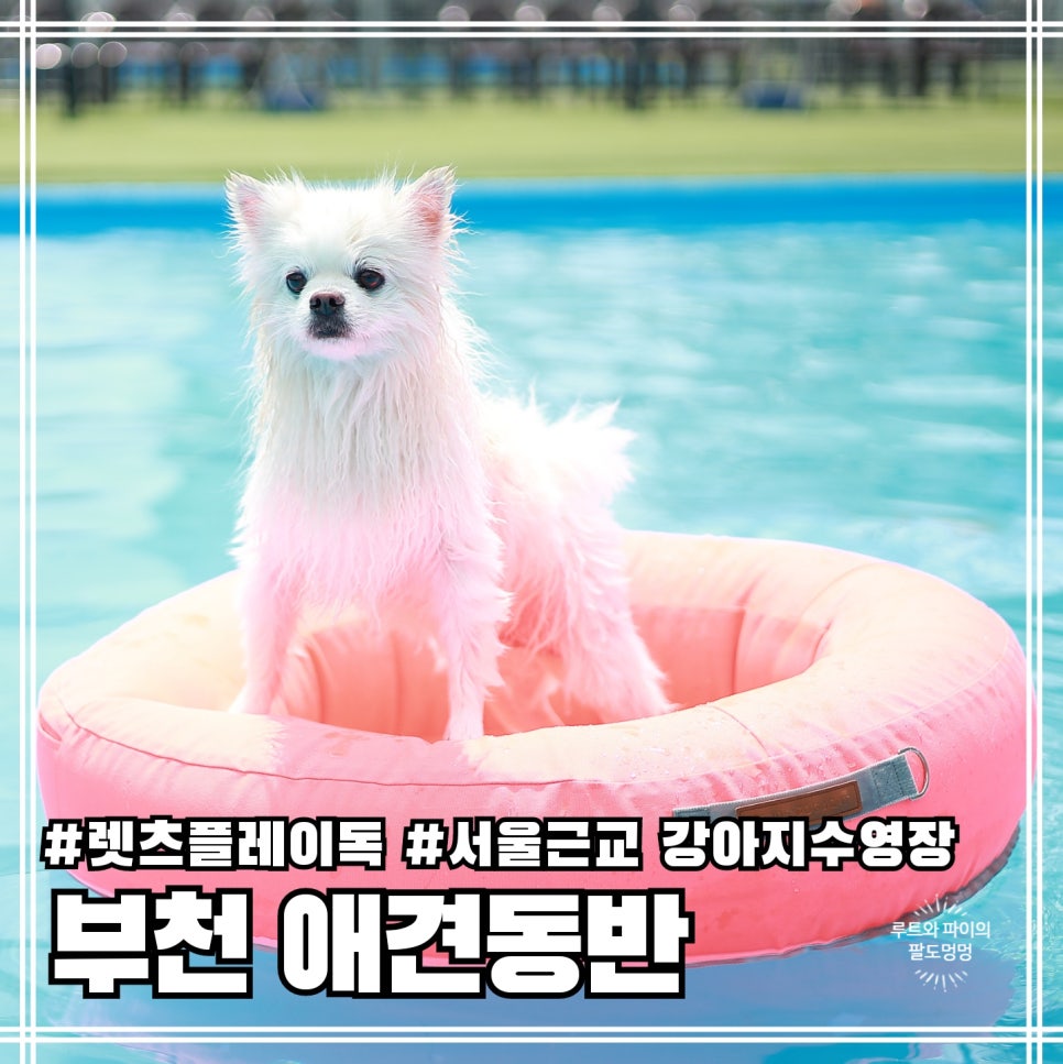 부천 강아지 수영장 렛츠플레이독 웅진플레이도시점 이용 후기