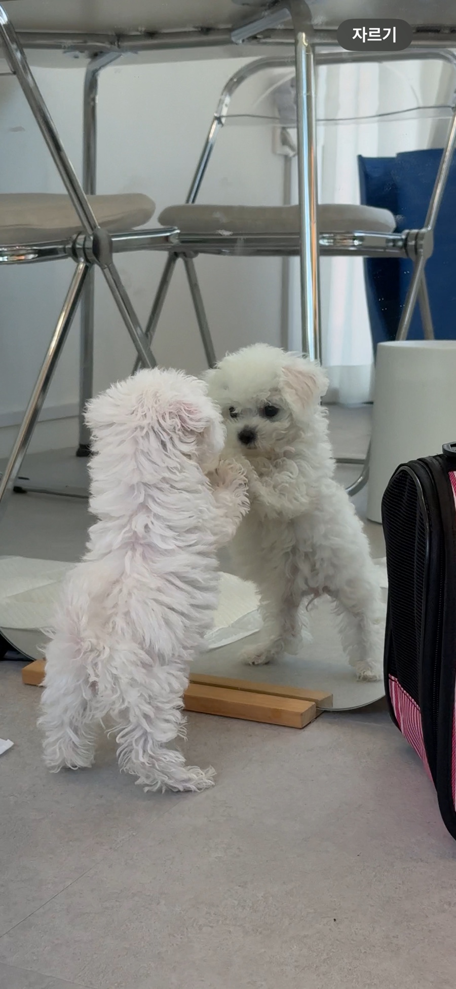 예블리 이미지