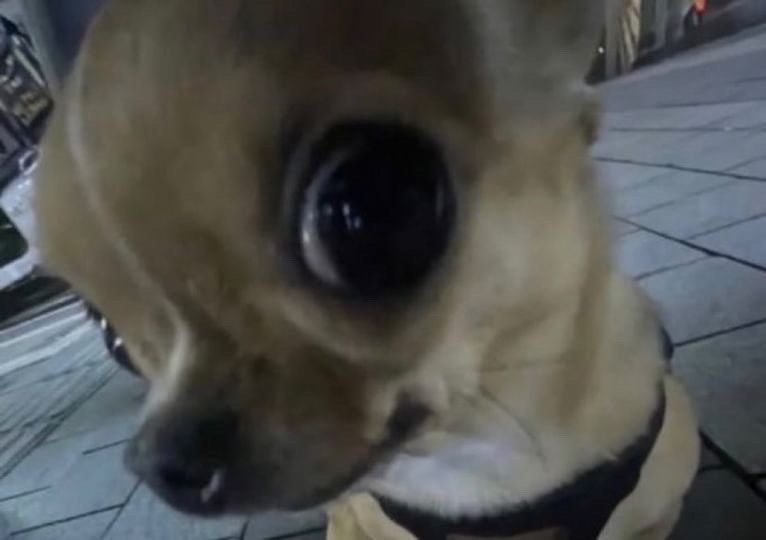 내기아오토큐 이미지