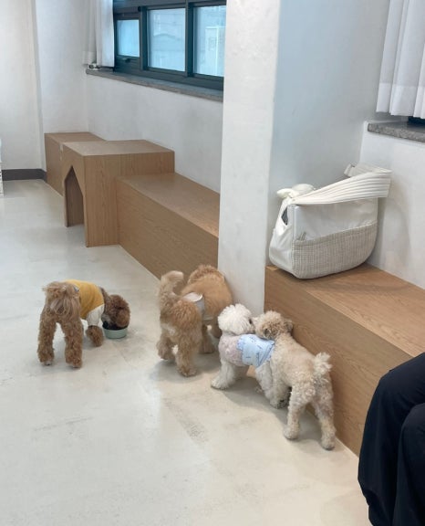 아르멍미르멍 이미지