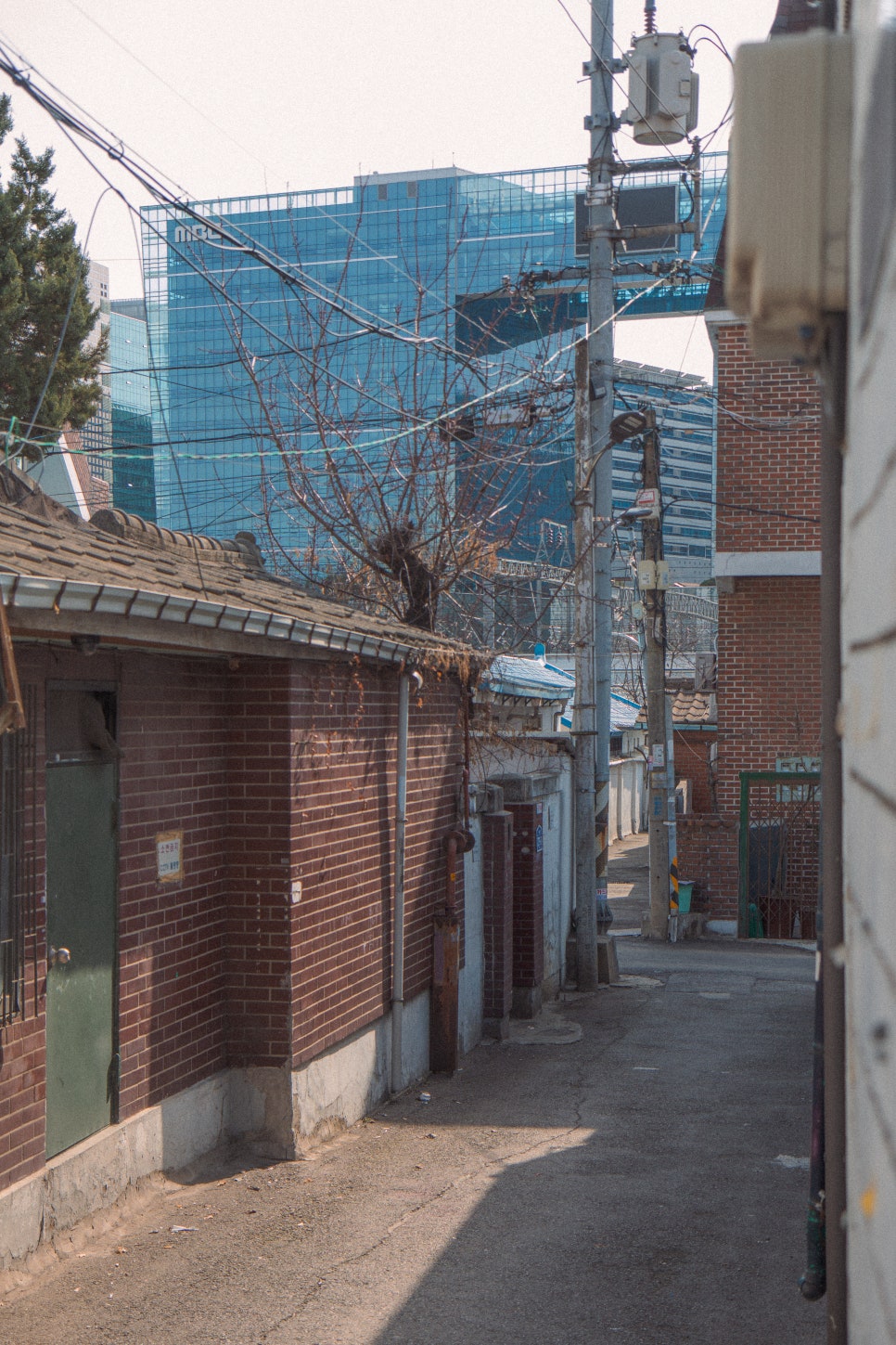 수색꽈배기 이미지