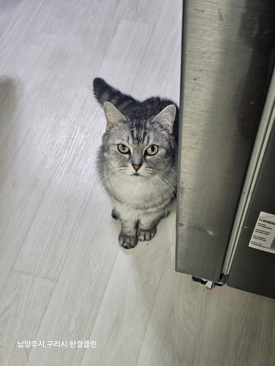 클린냥이 이미지