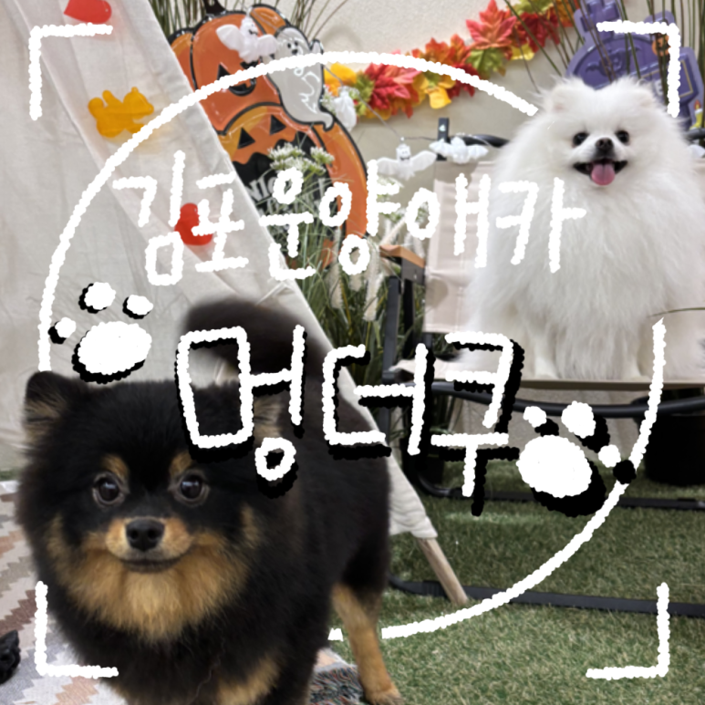 카페 더쿠 이미지