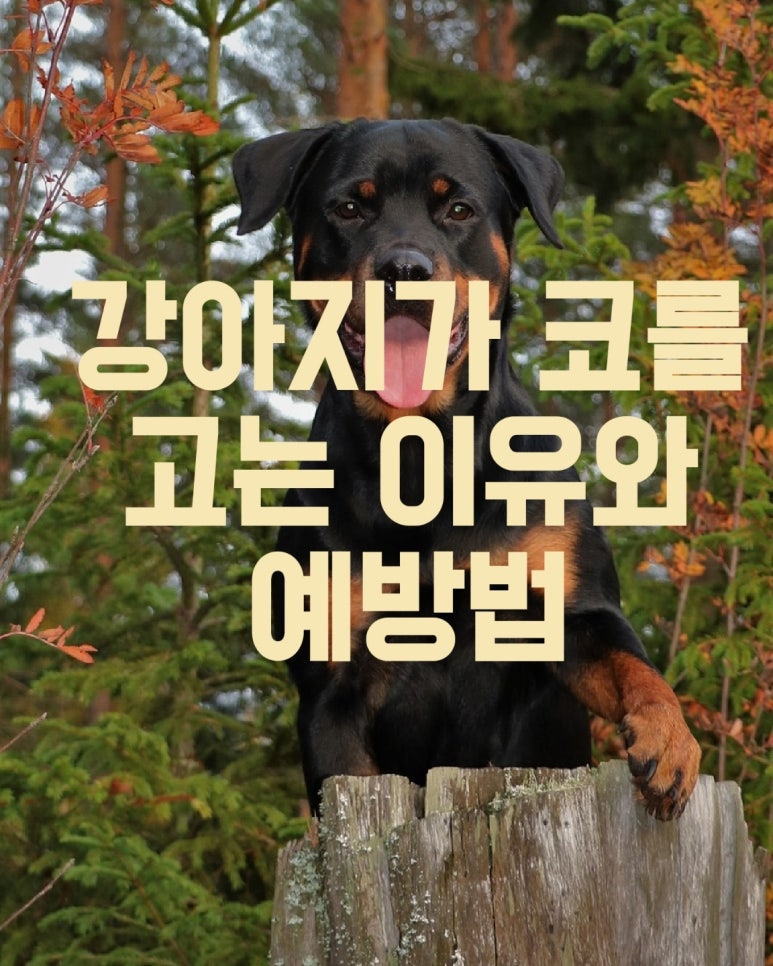강아지가 코를 고는 이유와 예방법