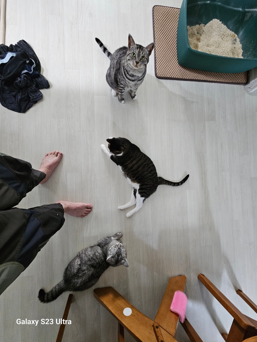 클린냥이 이미지