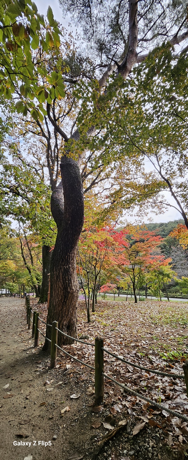 부름켜 이미지