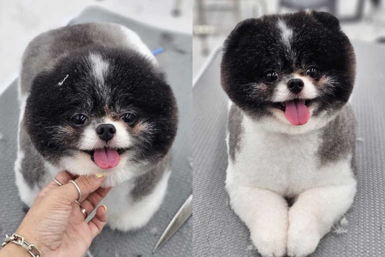 윈애견미용학원 이미지