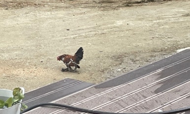 디코이덕 이미지