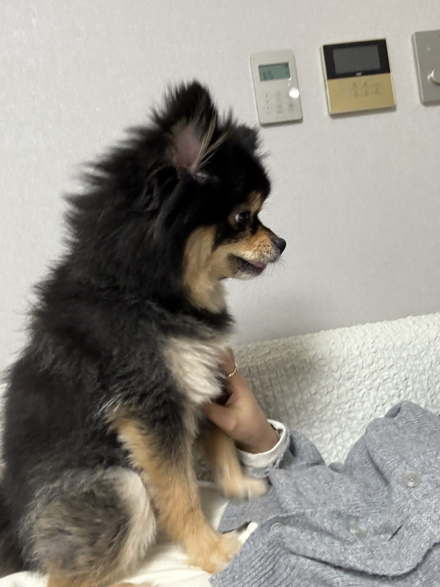 하리쿵 이미지