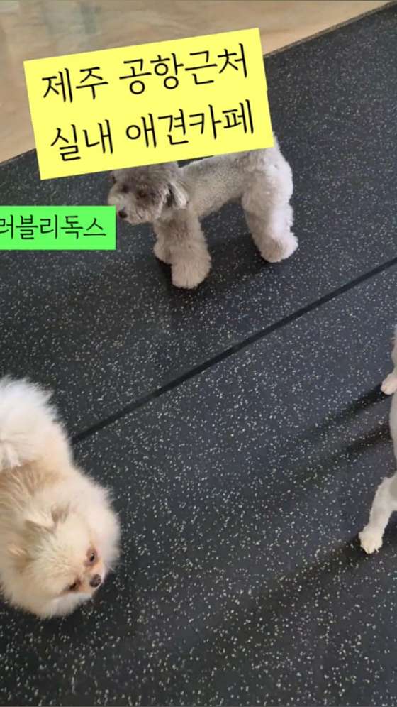 러블리독스 이미지