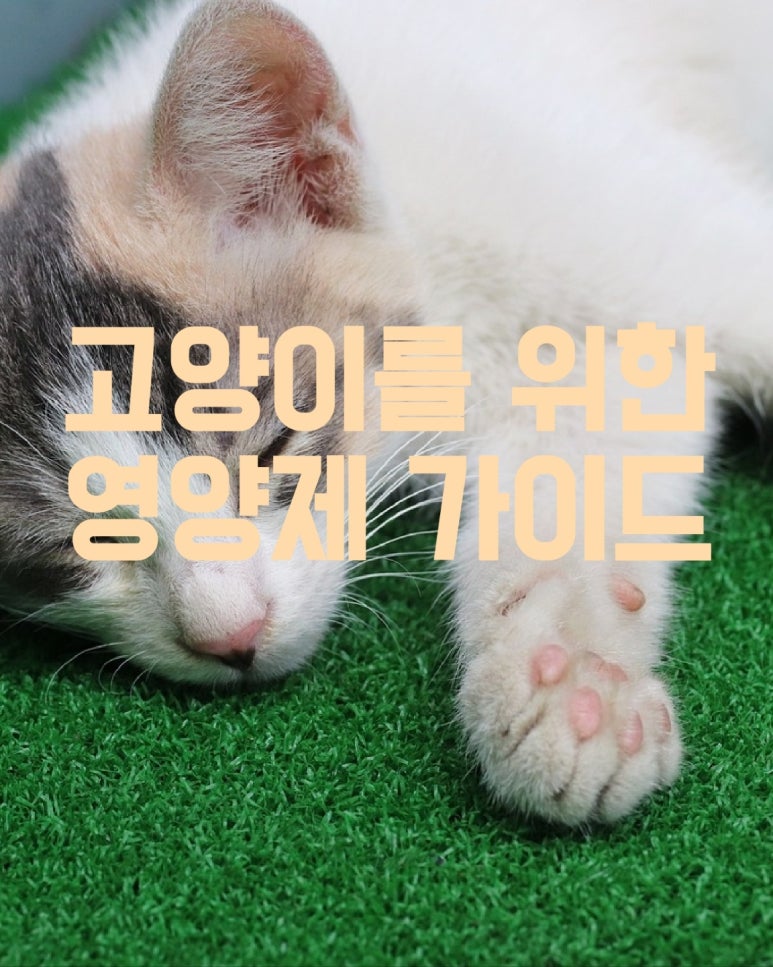 고양이를 위한 영양제 가이드