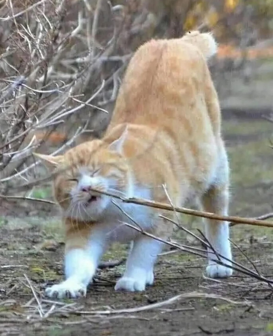 누가볶음 이미지