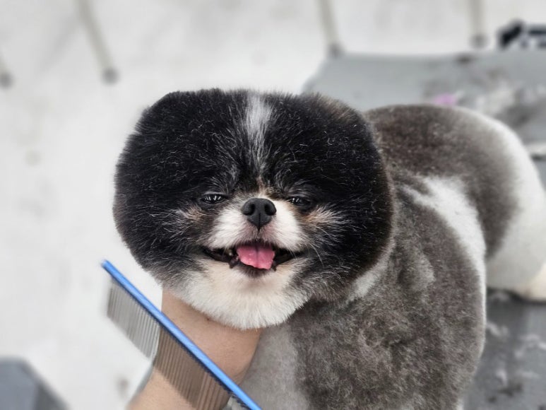 윈애견미용학원 이미지