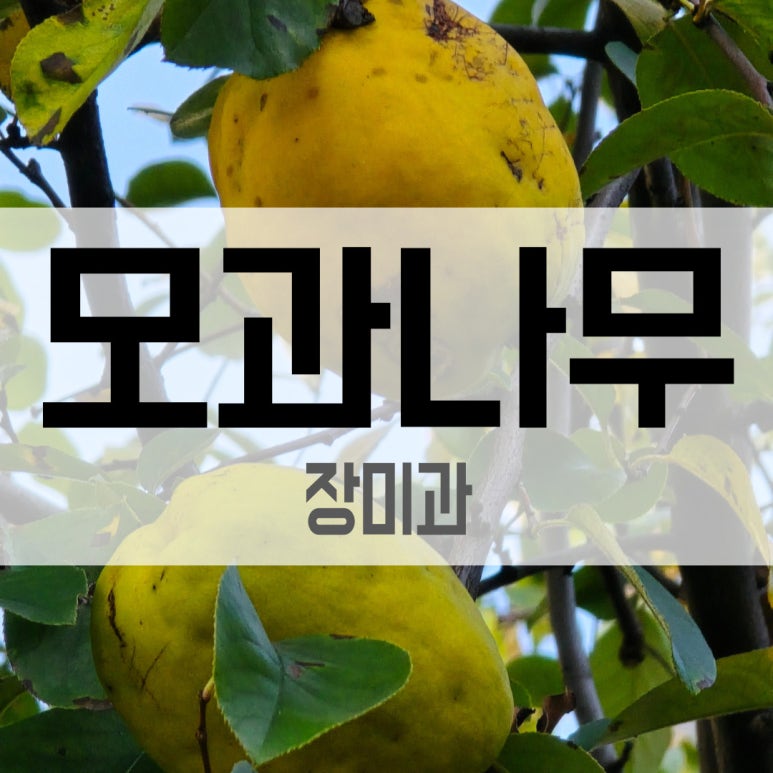 명자네 생물 이미지