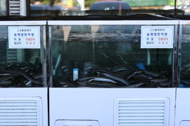 송제고창풍천장어 이미지
