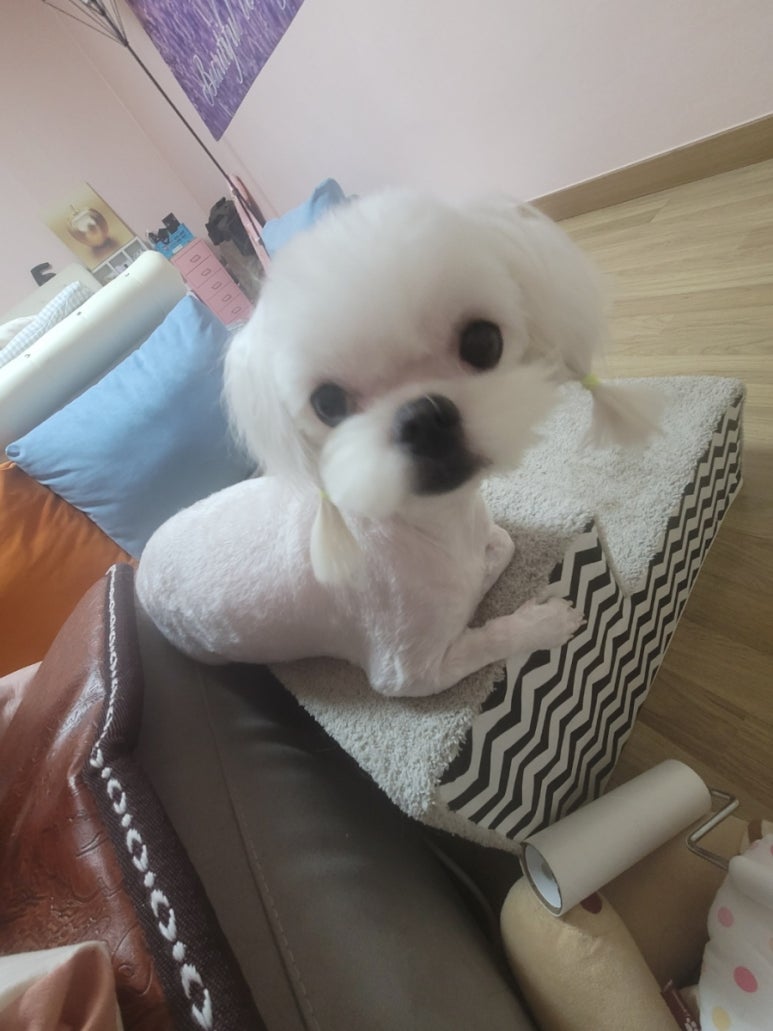 하이펍스 이미지