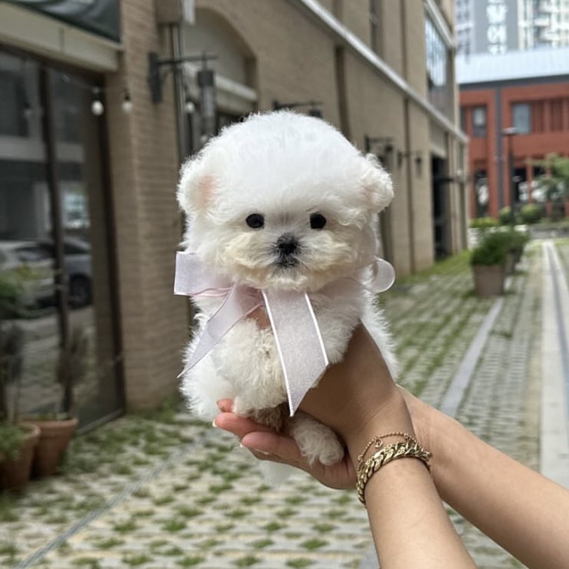 디몽 이미지