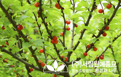 조경설계서림 이미지