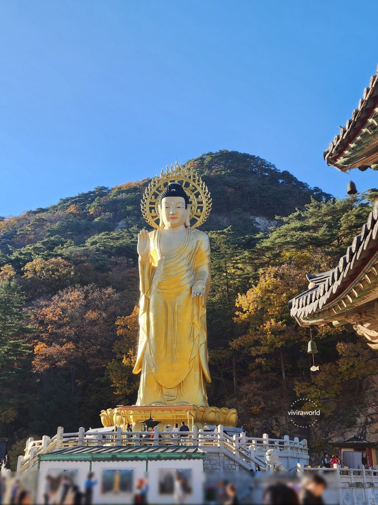 보은대추꽃닭강정 이미지