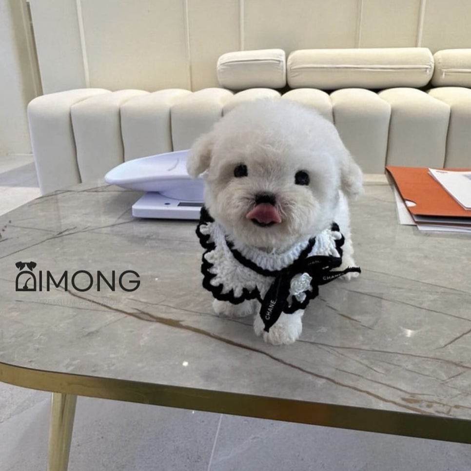 디몽 이미지