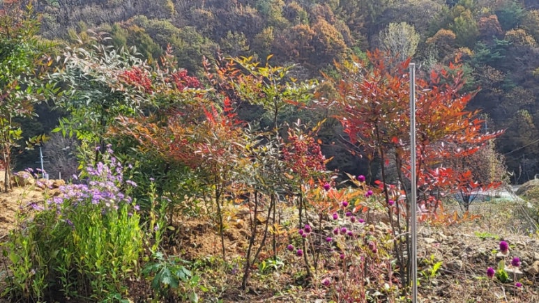 진영꽃농원 이미지