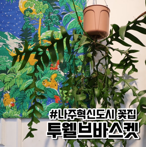 투웰브바스켓 이미지