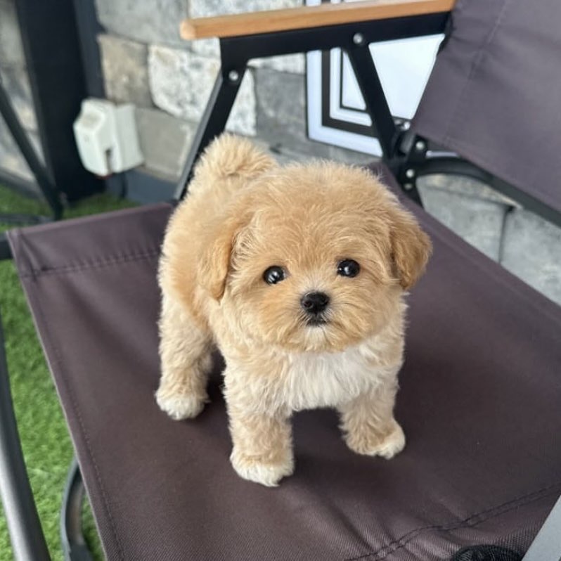 디몽 이미지
