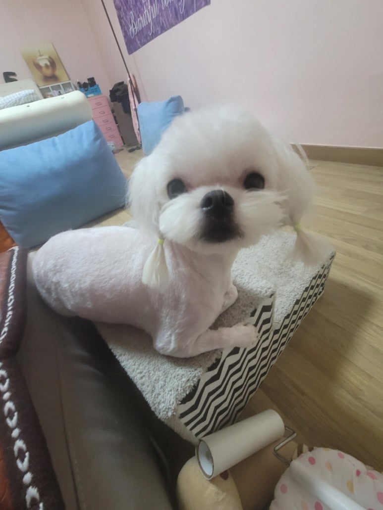 하이펍스 이미지