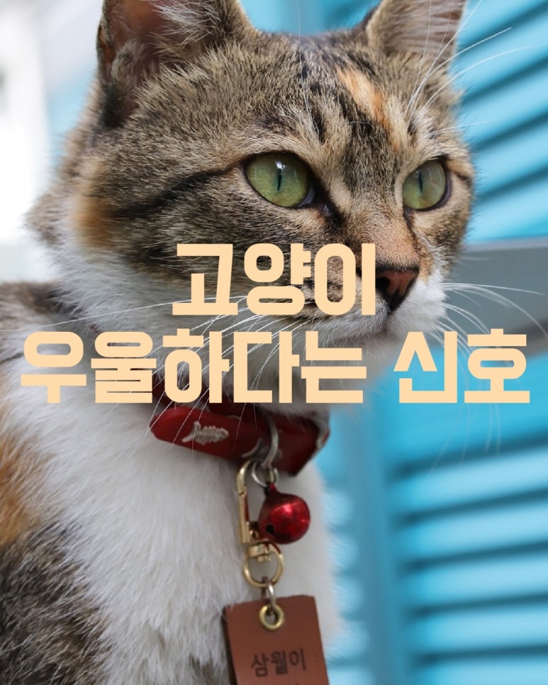 고양이가 우울하다는 신호